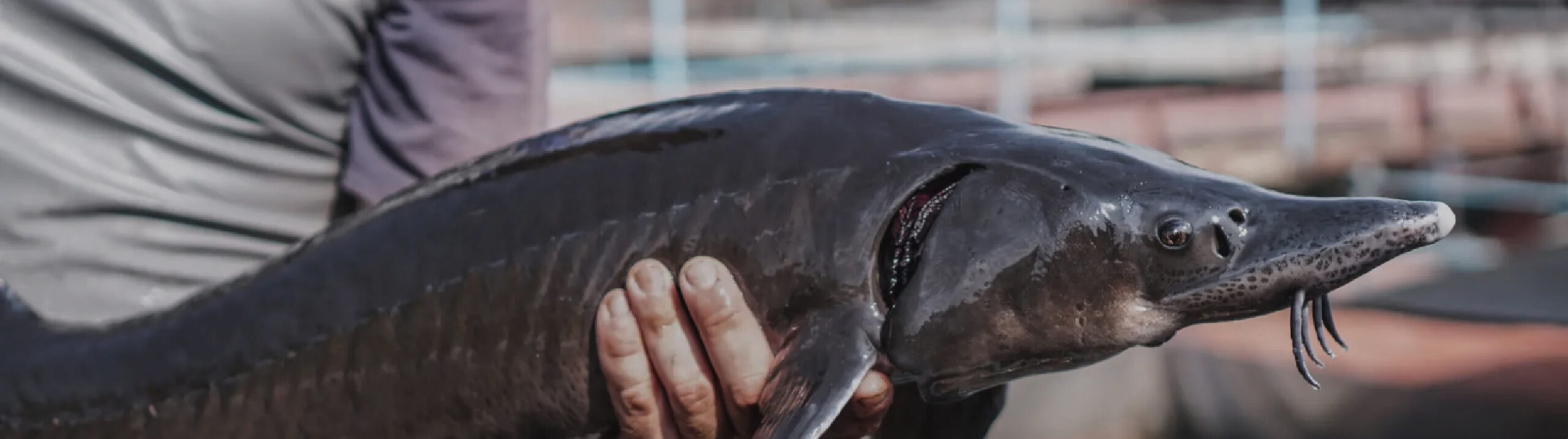 Caviar Today: Why Growing Environment Determines Quality