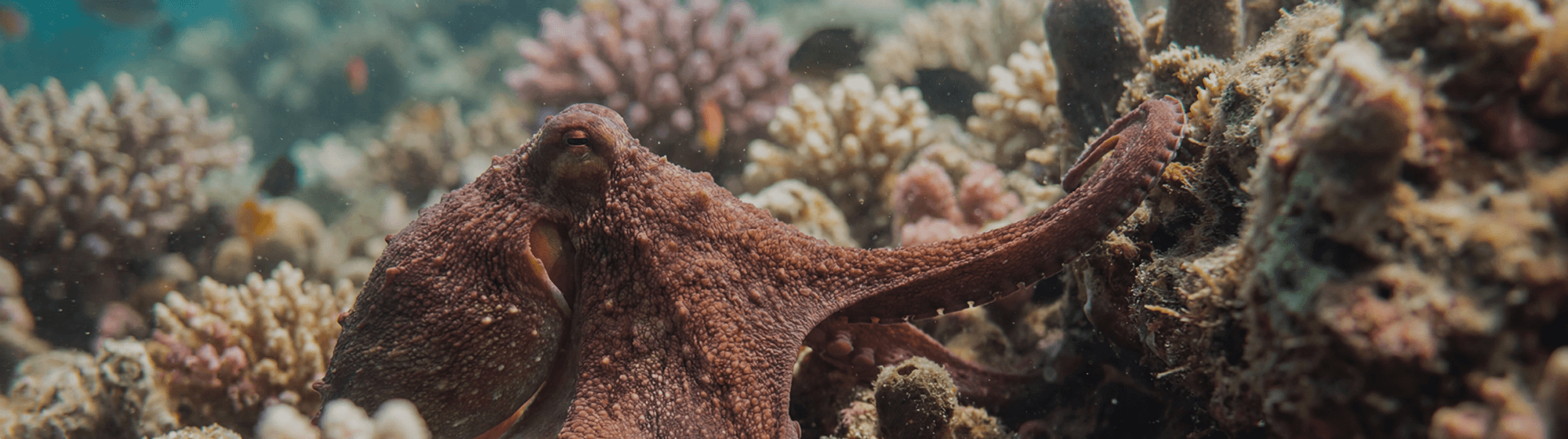 How to Identify High-Quality Octopus